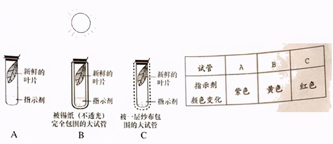 七上生物绿色植物的呼吸作用复习,高一生物必修一呼吸作用习题讲解