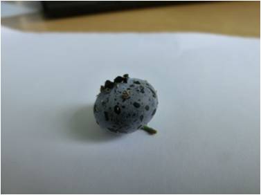 蓝莓园害虫的症状和防治,蓝莓地下害虫蛴螬防治