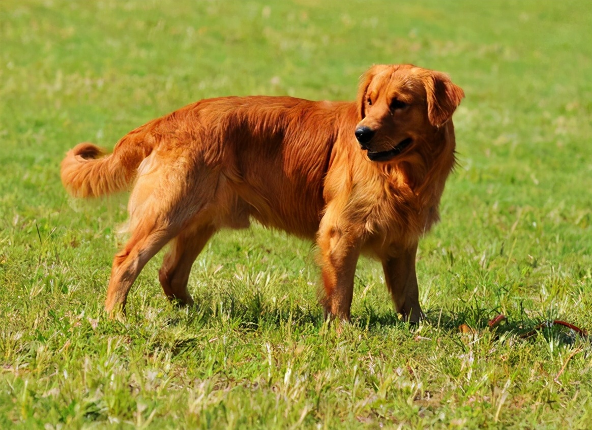 金毛犬为什么不建议养呢,新手养金毛成犬要注意什么