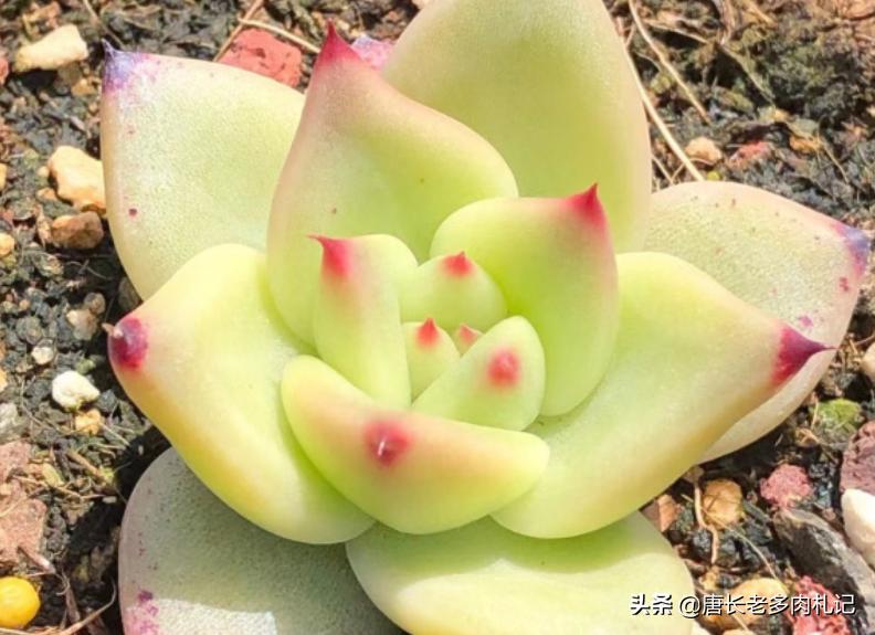 多肉万宝路状态图 (多肉万宝路)