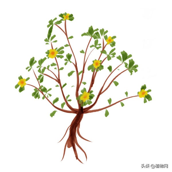 马齿苋这样做营养开胃又下饭,马齿苋怎么做好吃有什么营养