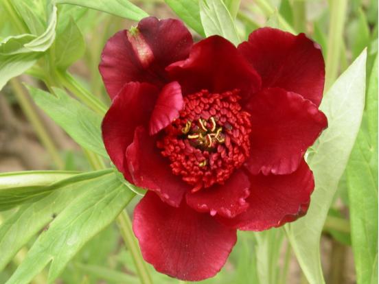 靓妆白里透红,雍容华贵牡丹大红靓装