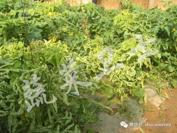 番茄苗黄头病是怎么治疗,番茄青头怎么防治