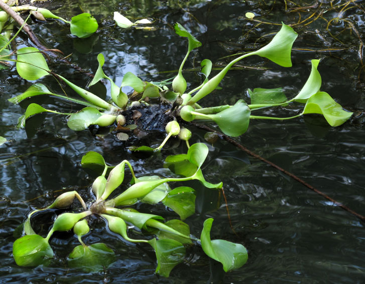 水葫芦为啥消失了,以前常见的水葫芦是否已绝迹