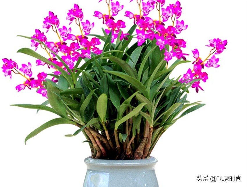 哪种兰花好养开花好看香味好,什么兰花最好养又香开花时间又长