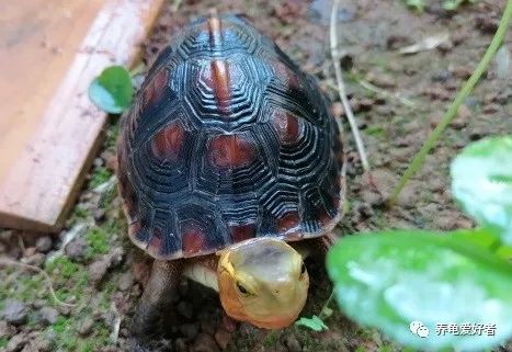 龟粮选择,剃刀龟龟粮选择