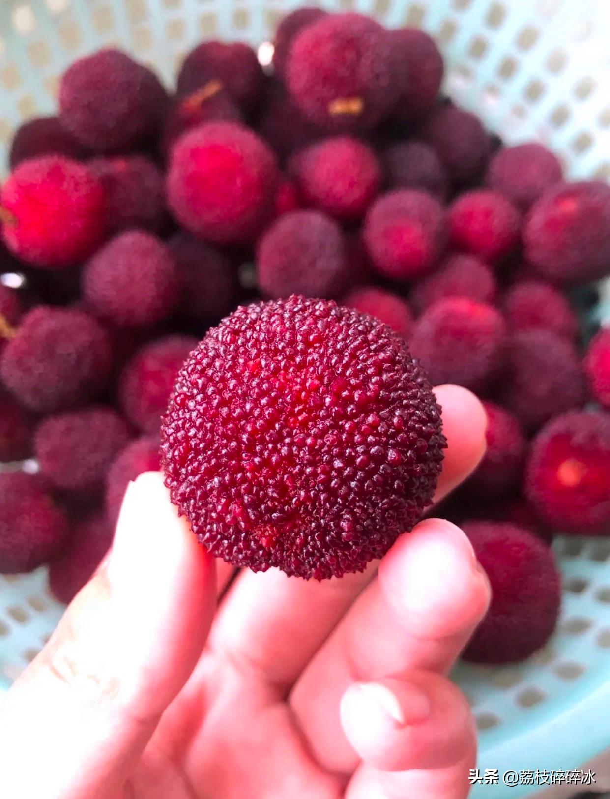 杨梅酒消暑必备,夏天自制饮料杨梅酒好喝吗