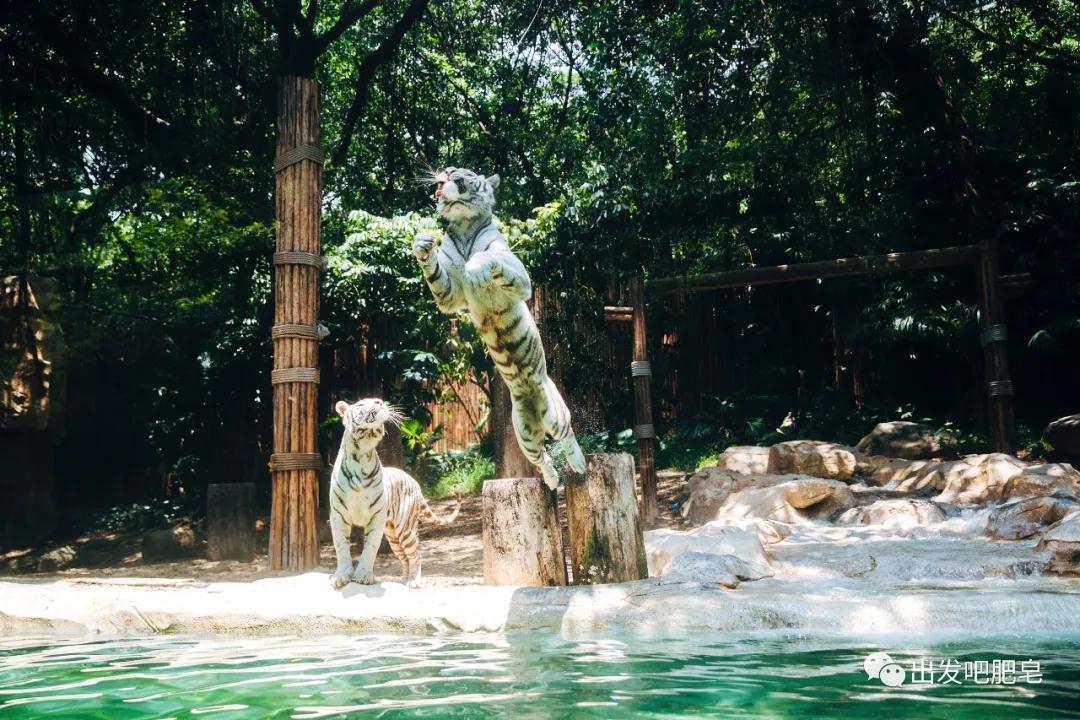 长隆飞鸟乐园长隆熊猫酒店怎么选,周一长隆野生动物园游玩攻略