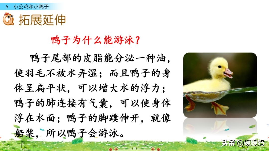 一年级下小公鸡和小鸭子课文重点,小公鸡和小鸭子一年级下册视频