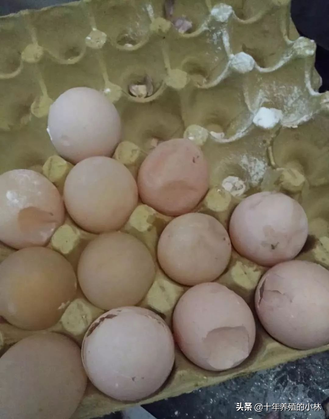 蛋鸡是产蛋率低！沙皮蛋，软皮蛋不断！这些问题最好的方案解决！