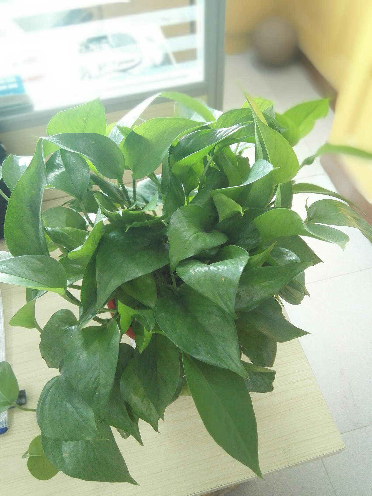 富贵竹和绿萝可以一起放在卧室吗,水培的绿萝可以放在卧室吗