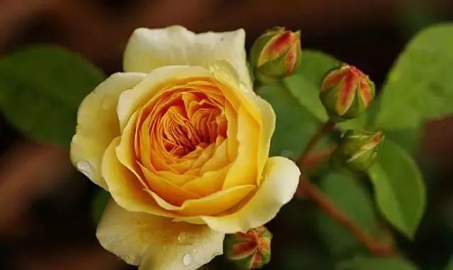 玫瑰花有哪些品种,玫瑰花有哪些品种大全