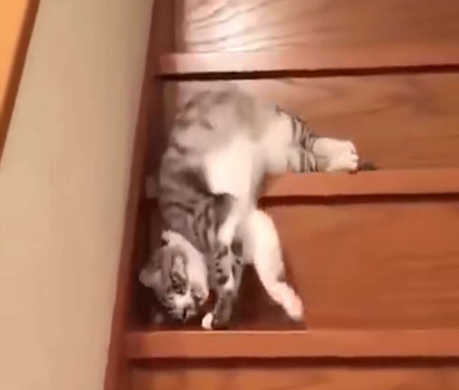 液体猫爬楼梯,液体猫下楼梯原视频