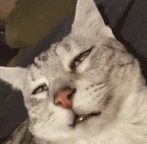 猫会偷吃螺蛳粉吗,猫吃螺蛳粉放屁了