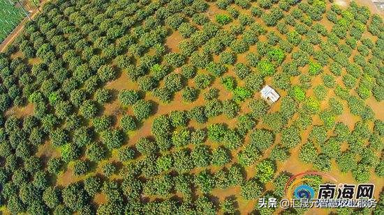 荔枝叶子有点黄怎么办,荔枝叶起疙瘩