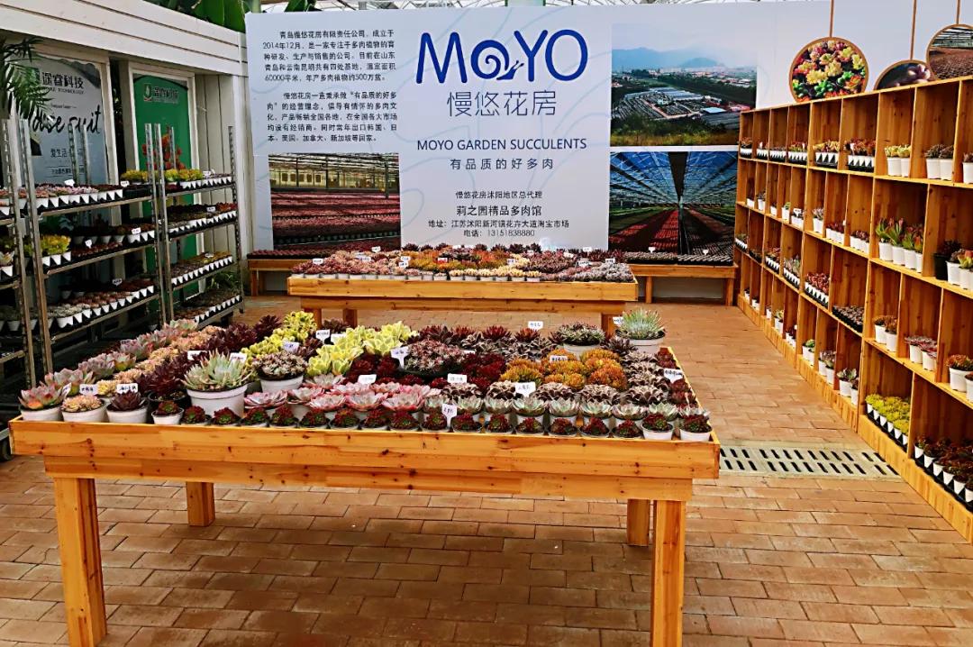 这个年销量上亿株多肉的县城，举办了首届多肉电商节