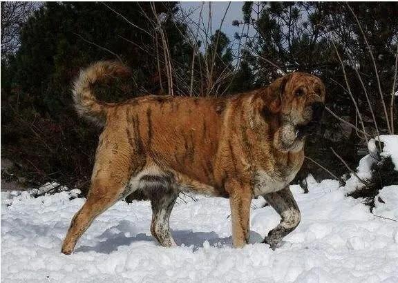 各国猛犬品种排名,各国品种猛犬