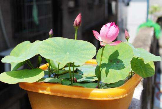 碗莲怎么养才能养得好,碗莲怎么养才能养好