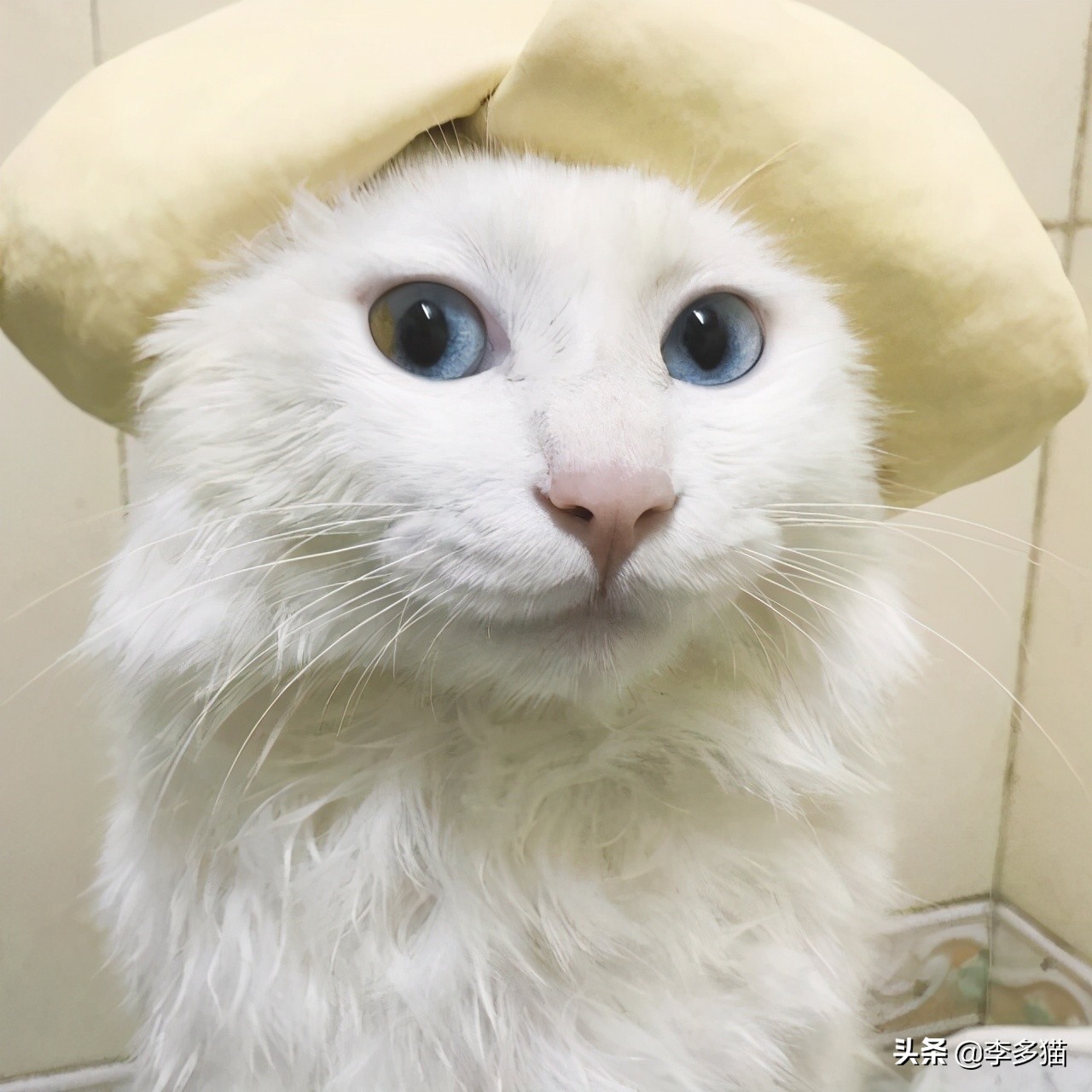 给猫咪洗澡的做法,给猫咪洗澡的方法和技巧