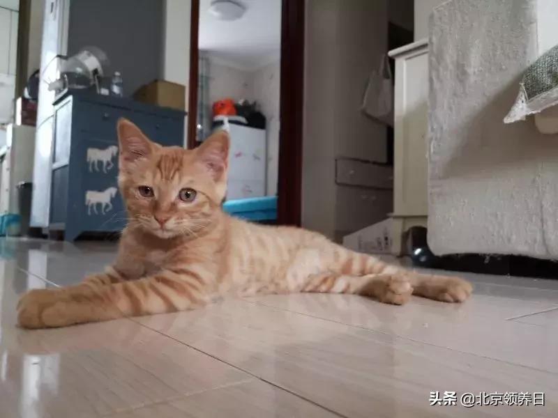 喵星人第二季,喵星人第2季免费观看