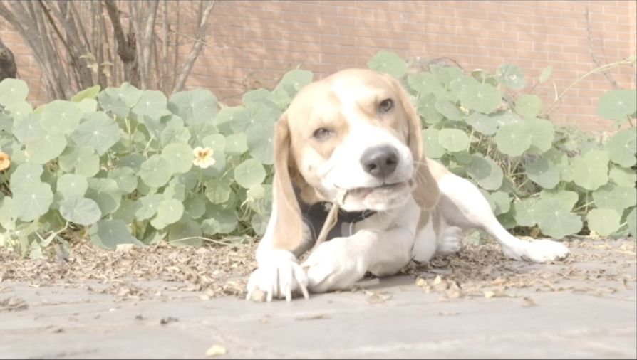 单评｜可以拍摄4K5倍慢动作的电影机ZCAME2