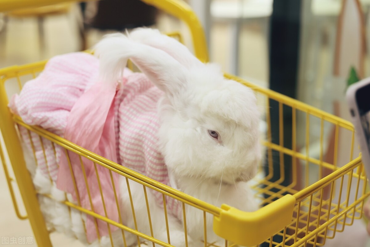 兔子不拉粑粑还一直吃,兔子不拉粑粑