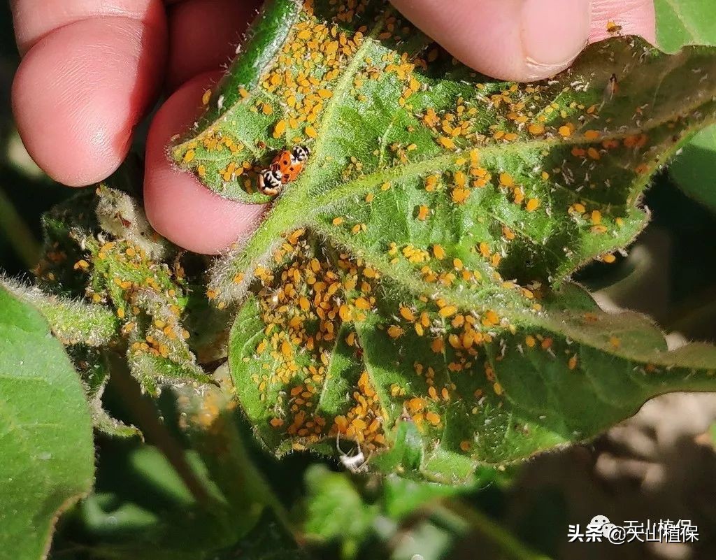 农作物病虫害情报第十期,2022年病虫情报第四期