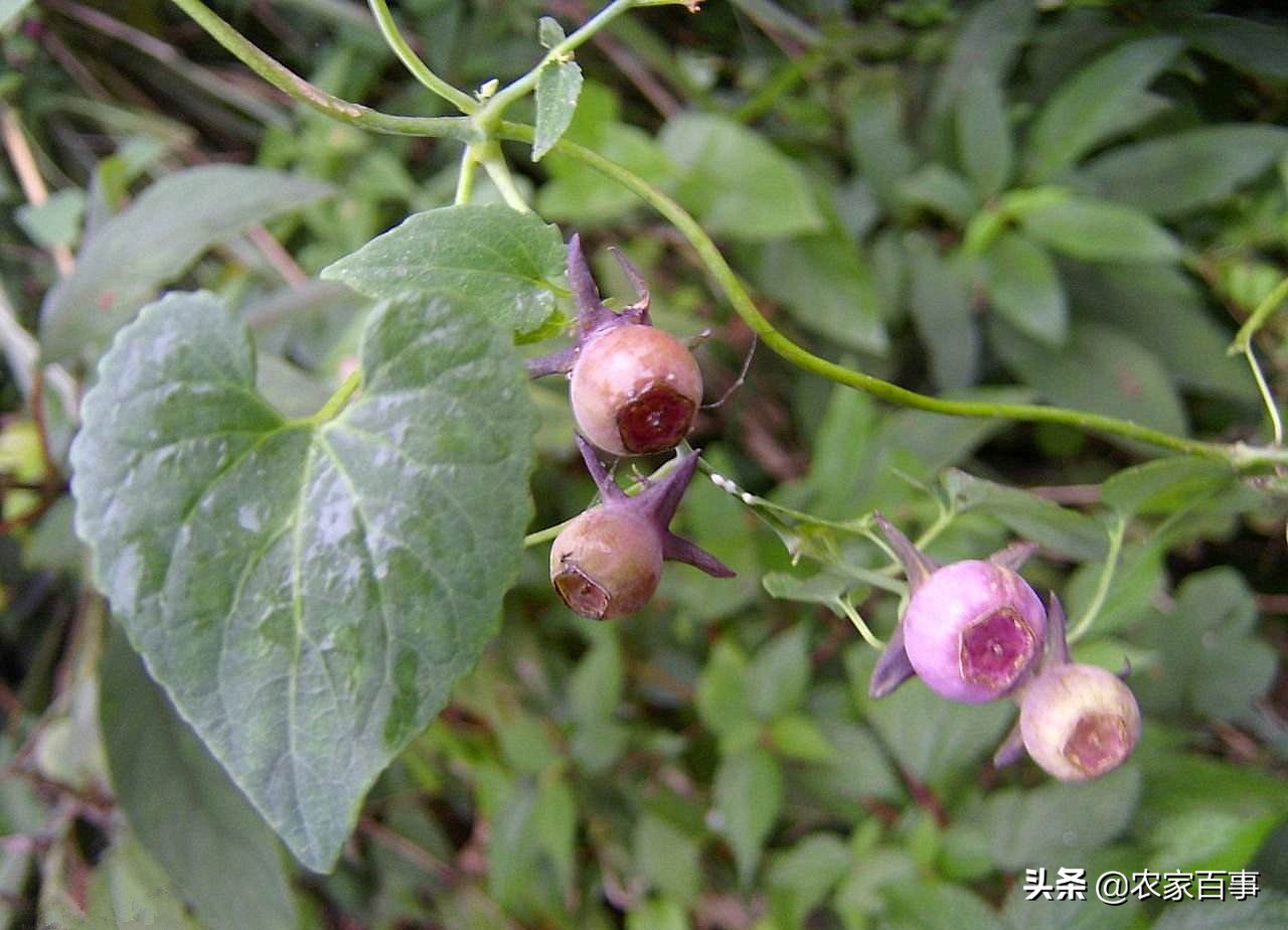 这种野草不值钱但它的根是稀罕货,有一种野草根部长得像人参