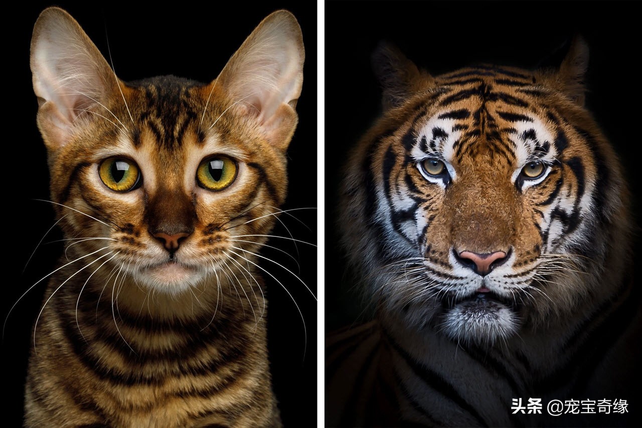 有这几个特征的猫咪真的值得养,这5种出了名的猫咪有你想养的吗