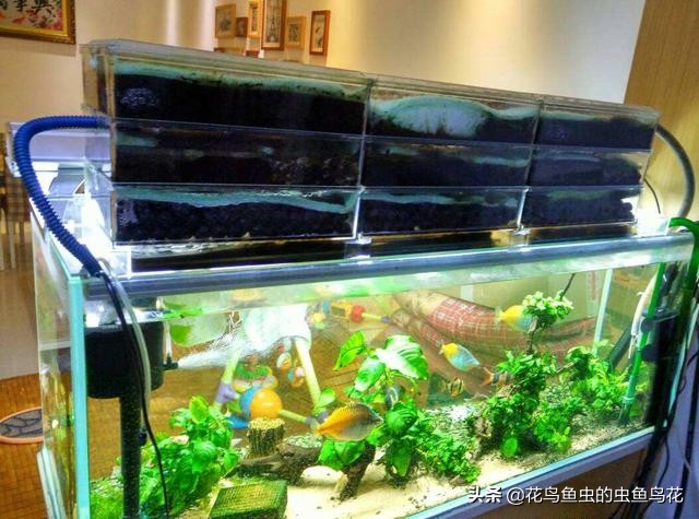 如何知道鱼缸中的硝化细菌成功了,鱼缸硝化细菌爆缸怎么解决