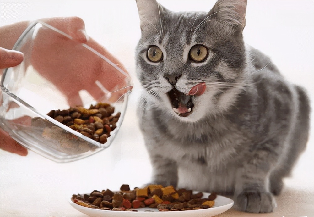 猫咪软便拉稀但是精神很好,养猫经验猫咪吐毛球拉稀怎么办