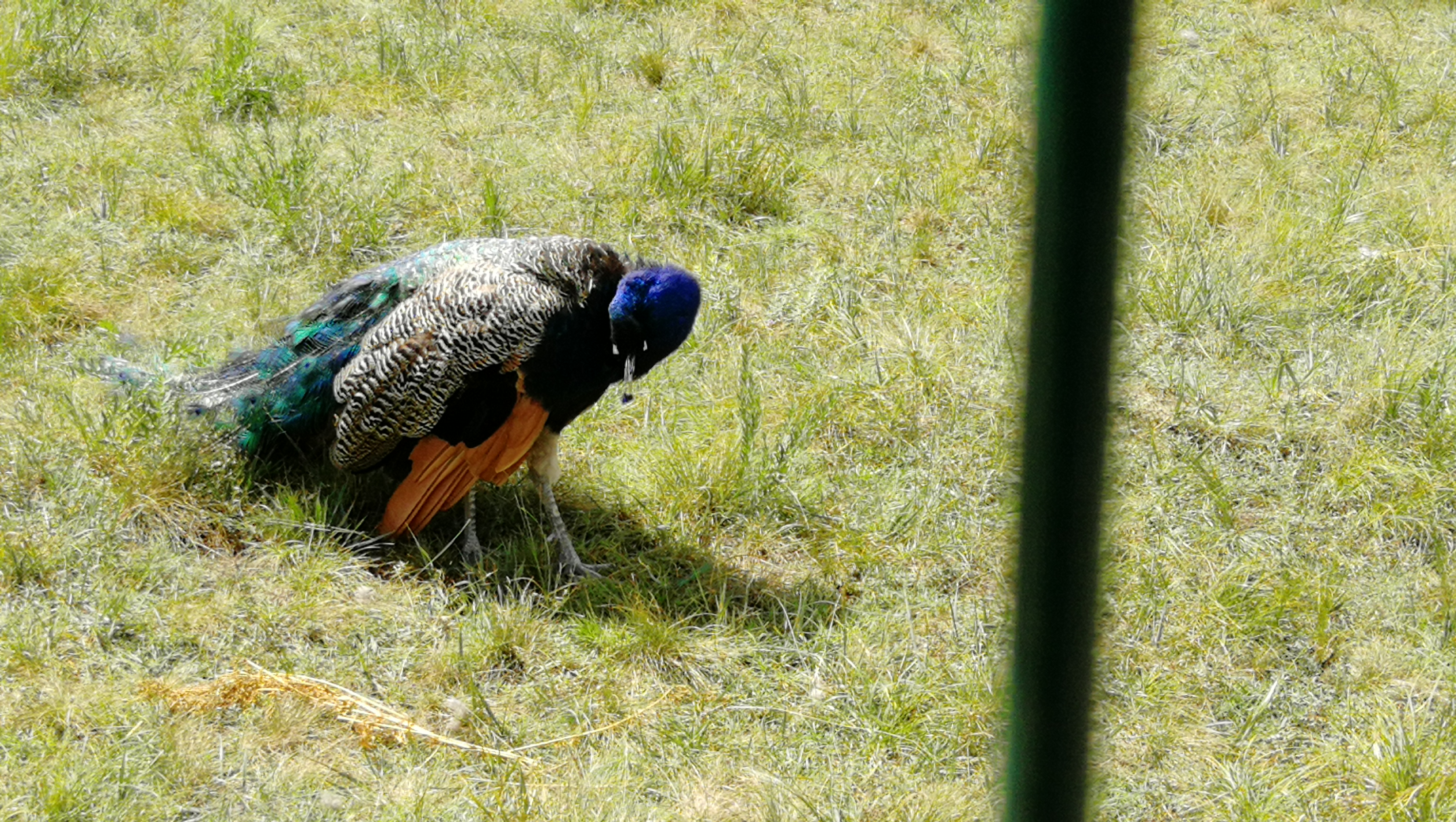 乌拉盖野狼谷狼图腾,狼图腾草原旅游