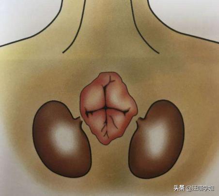 猫咪屁屁滴臭水,猫咪屁屁有一股怪味