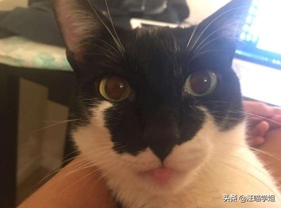 猫咪嘴巴红肿惹人怜，这到底是怎么回事？弄清三大原因才容易解决