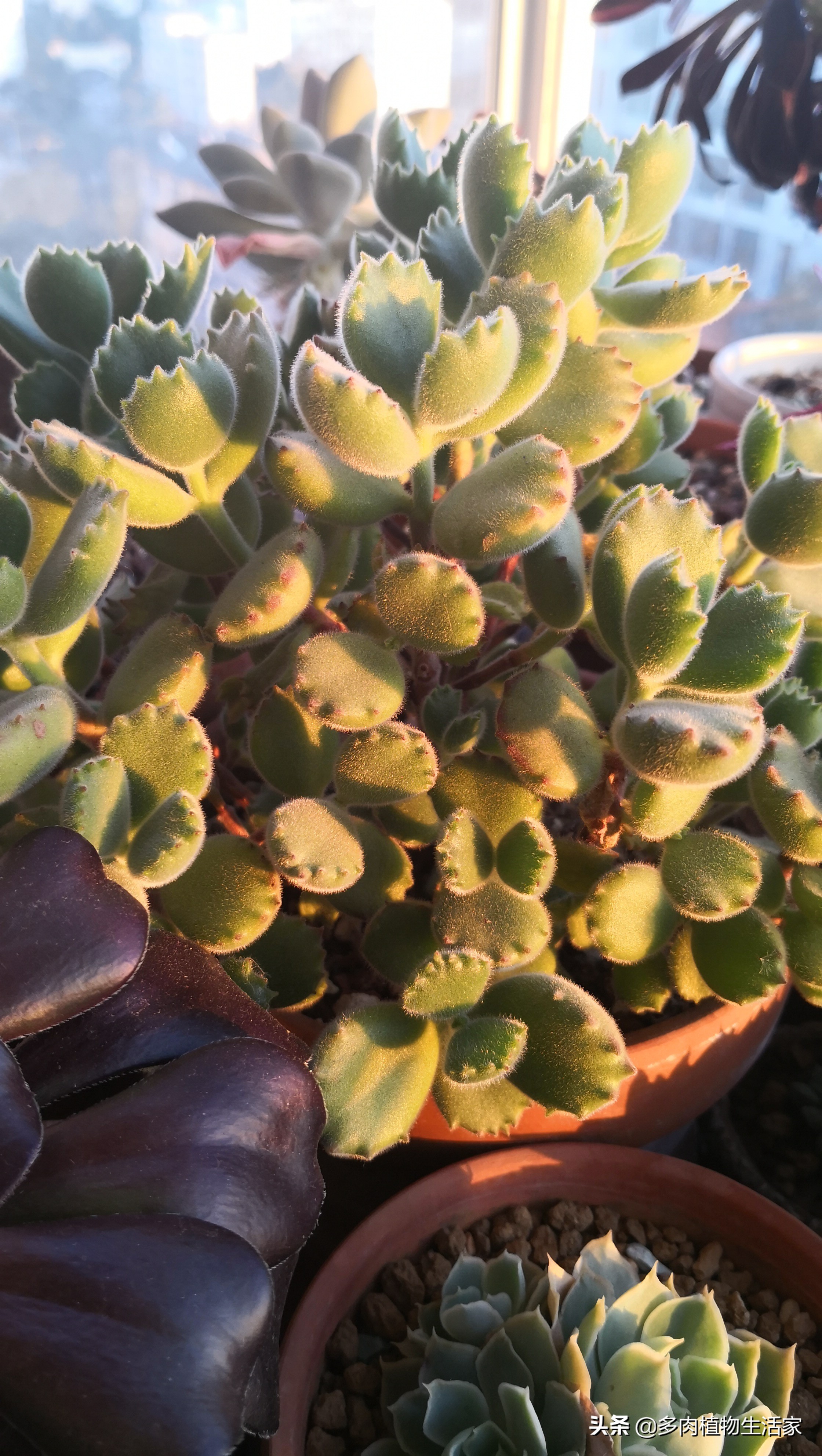 生石花多肉多久蜕皮,多肉生石花种子发芽过程