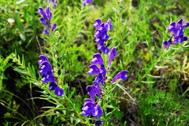 种植药材真能赚大钱，找项目的看过来，这样品种总有一个适合你