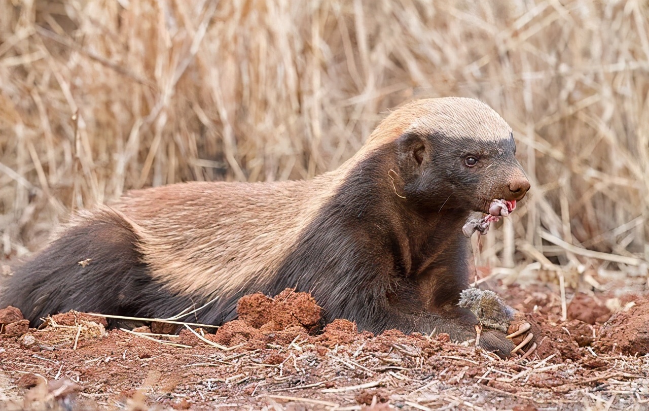 岛上有两万条蛇丢两只蜜獾会咋样,巴西蛇岛上放10只蜜獾会怎么样