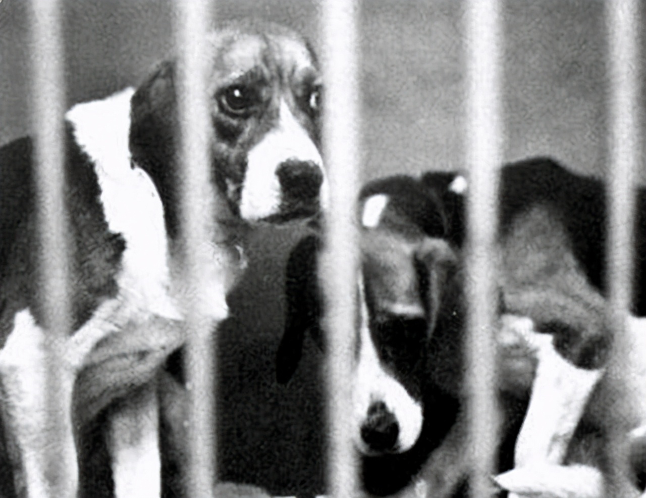 残忍的香烟实验：将小狗囚禁后割开喉咙，每天强喂100支香烟