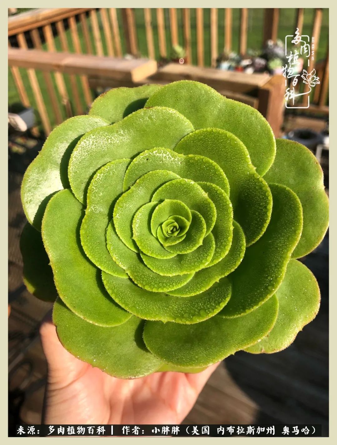 多肉小白入坑攻略,多肉中的鄙视链