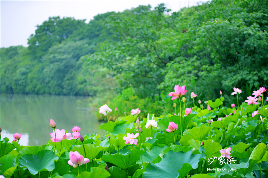 苏州红色革命旅游景点图片,苏州红色革命景点介绍视频