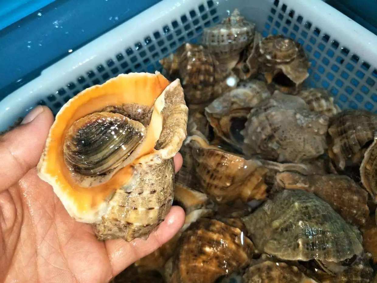 怎么选海螺最好吃,海螺性价比