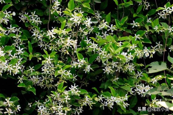 四季开花又耐寒的爬藤植物有哪些,好养的户外爬藤花卉植物有哪些