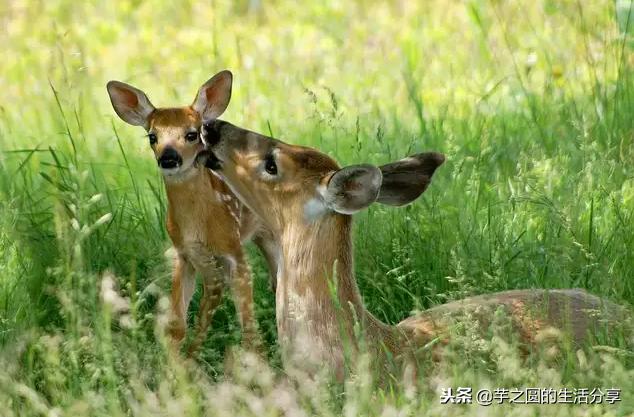 人类的生殖与季节有关吗,人类是怎样发现可以繁育的