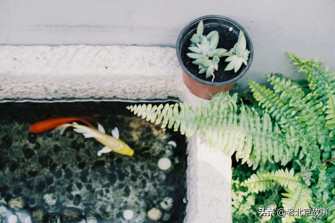 名人笔下的夏天段落,文人墨客笔下的北京