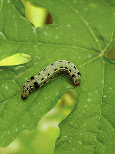 莲藕叶部虫害有哪些,莲商会莲藕病虫害防治技术