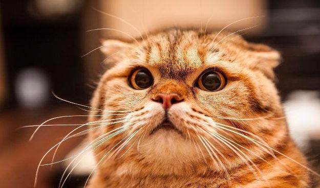 家里小猫咪害怕出门,平常特别怕人的猫突然溜出去了