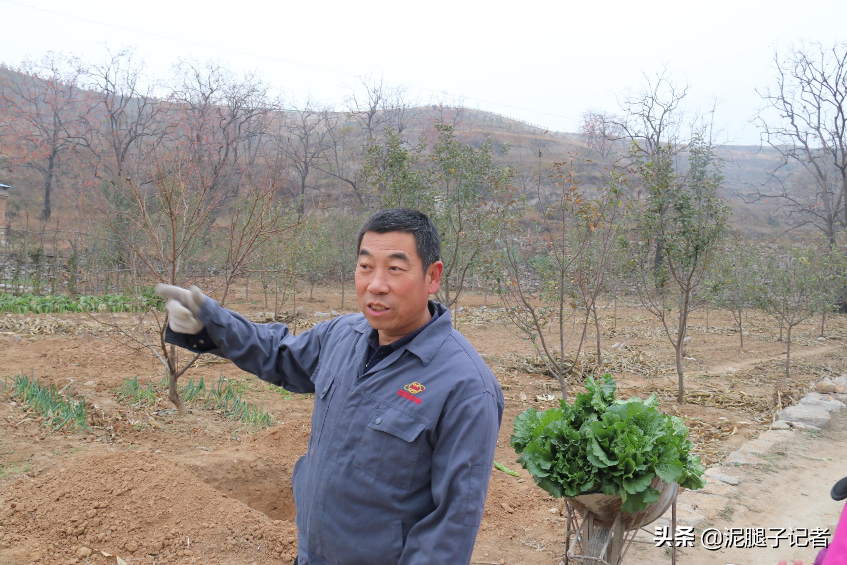 深山老屋无人采摘柿子,柿子红透了却无人采摘