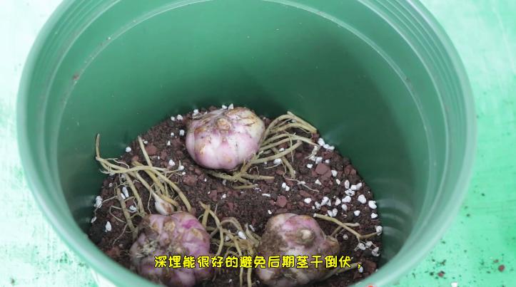 现在百合最佳种植时间,重瓣百合10月种江苏还能开花吗