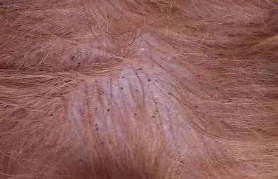 狗狗常见的皮肤病怎么整治,狗狗常见皮肤疾病