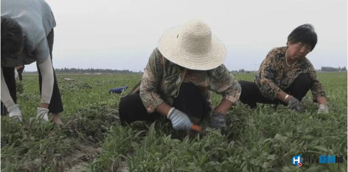 邢台南和农业有什么致富路 (邢台市中药材种植扶持力度)